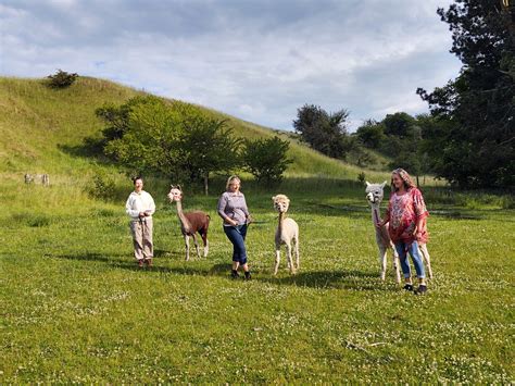 Alpacawalk – Oplevelser og lækre alpacaprodukter